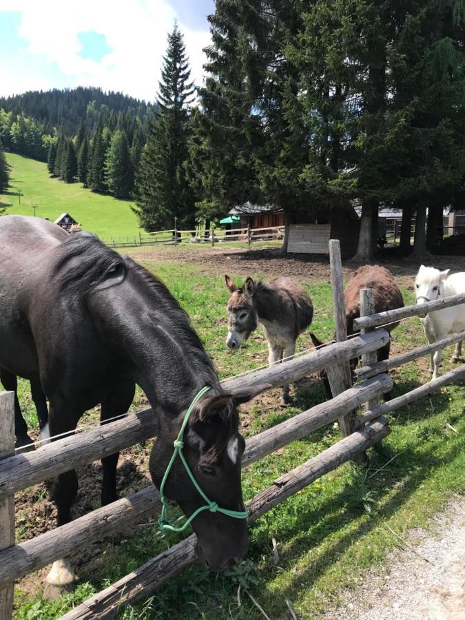 Chalet Stara Jelka Pokljuka 지고르니예 고르예 외부 사진